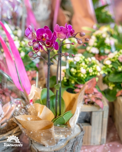 Montage floral de Noël avec une orchidée pourpre dans un pot décoratif.